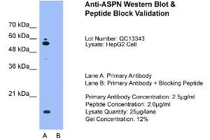 Host:  Rabbit  Target Name:  ASPN  Sample Type:  HepG2  Lane A:  Primary Antibody  Lane B:  Primary Antibody + Blocking Peptide  Primary Antibody Concentration:  2. (Asporin anticorps  (Middle Region))