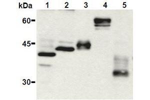 Western Blotting (WB) image for anti-HA-Tag antibody (ABIN2853621) (HA-Tag anticorps)