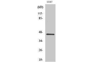 Western Blotting (WB) image for anti-Cytohesin 3 (CYTH3) (C-Term) antibody (ABIN3175435) (Cytohesin 3 anticorps  (C-Term))