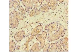 Immunohistochemistry of paraffin-embedded human pancreatic tissue using ABIN7165362 at dilution of 1:100 (FAM117B anticorps  (AA 1-200))