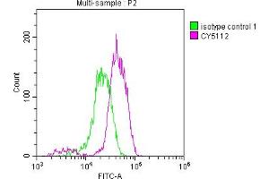 Overlay histogram showing Jurkat cells stained with ABIN7127467 (red line) at 1:50.