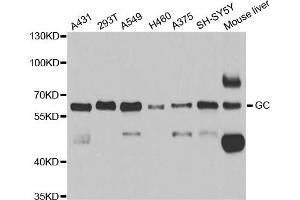 Western blot analysis of extracts of various cell lines, using GC antibody (ABIN5973339) at 1/1000 dilution. (Gc anticorps)
