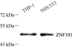 Western blot analysis of ZNF101 (ABIN7076259) at dilution of 1: 1000 (ZNF101 anticorps)