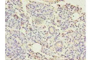 Immunohistochemistry of paraffin-embedded human pancreatic tissue using ABIN7148290 at dilution of 1:100 (TMEM27 anticorps  (AA 15-141))