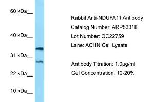 Western Blotting (WB) image for anti-NADH Dehydrogenase (Ubiquinone) 1 alpha Subcomplex, 11, 14.7kDa (NDUFA11) (N-Term) antibody (ABIN2785338) (NDUFA11 anticorps  (N-Term))