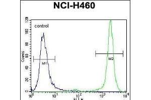 HIST3H3 Antibody (Center) (ABIN656159 and ABIN2845490) flow cytometric analysis of NCI- cells (right histogram) compared to a negative control cell (left histogram). (Histone 3 anticorps  (AA 50-78))