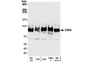 Western Blotting (WB) image for anti-CD44 (CD44) (AA 692-742) antibody (ABIN7453578)