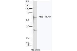 Mouse testis lysates probed with Rabbit Anti-KAT8 Polyclonal Antibody, Unconjugated (ABIN1714841) at 1:300 overnight at 4˚C. (MYST1 anticorps  (AA 301-400))