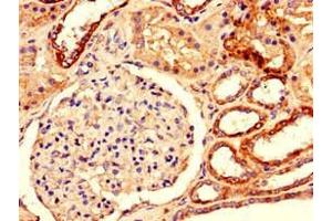 Immunohistochemistry of paraffin-embedded human kidney tissue using ABIN7150769 at dilution of 1:100