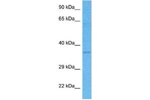 Host:  Rabbit  Target Name:  PURA  Sample Tissue:  Human THP-1 Whole Cell lysates  Antibody Dilution:  1ug/ml (PURA anticorps  (N-Term))
