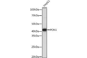 Western blot analysis of extracts of HepG2 cells, using PON1 Rabbit mAb (ABIN7269172) at 1:1000 dilution. (PON1 anticorps)