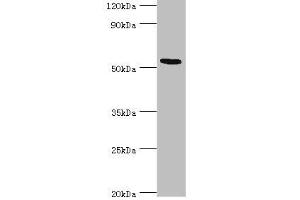 Western blot All lanes: ATF7 antibody at 12 μg/mL + Hela whole cell lysate Secondary Goat polyclonal to rabbit IgG at 1/10000 dilution Predicted band size: 53, 50, 51, 34, 14, 52 kDa Observed band size: 53 kDa (AFT7 anticorps  (AA 1-117))