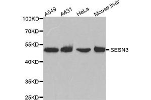 Western Blotting (WB) image for anti-Sestrin 3 (SESN3) antibody (ABIN1876378) (SESN3 anticorps)