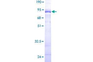 Image no. 1 for Kaptin (Actin Binding Protein) (KPTN) (AA 1-436) protein (GST tag) (ABIN1308931)