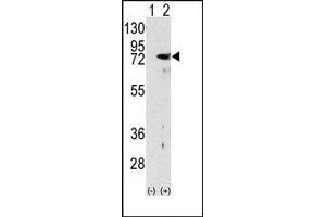 Western blot analysis of PKC delta (arrow) using rabbit polyclonal PKC delta Antibody (PKC delta anticorps  (N-Term))