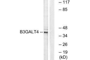 Western Blotting (WB) image for anti-UDP-Gal:betaGlcNAc beta 1,3-Galactosyltransferase, Polypeptide 4 (B3GALT4) (Internal Region) antibody (ABIN1850898) (B3GALT4 anticorps  (Internal Region))