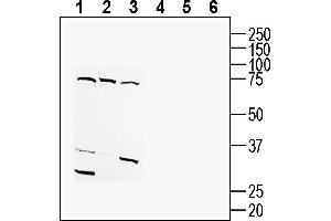 anti-Tetraspanin 18 (TSPAN18) (AA 119-132), (Extracellular) antibody