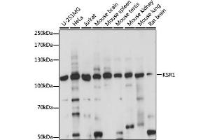 Western blot analysis of extracts of various cell lines, using KSR1 antibody (ABIN7268119) at 1:1000 dilution.