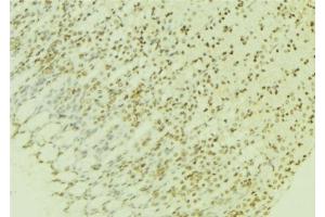 ABIN6276951 at 1/100 staining Human gastric tissue by IHC-P. (PPP2R4 anticorps  (C-Term))