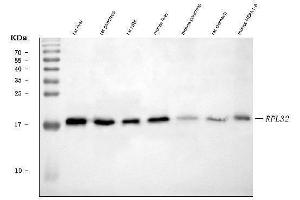 Western blot analysis of RPL32 using anti-RPL32 antibody (ABIN7602916). (RPL32 anticorps  (C-Term))