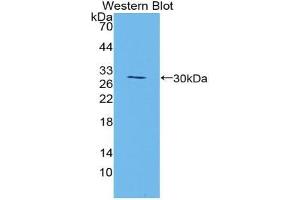 Western blot analysis of the recombinant protein. (Manic Fringe anticorps  (AA 80-316))