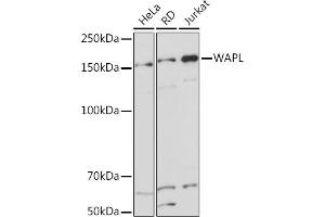 Western blot analysis of extracts of various cell lines, using WAPL Rabbit mAb (ABIN7271380) at 1:1000 dilution. (WAPAL anticorps)