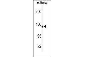 Western blot analysis of anti-ADAMTS19 Antibody (Center) in mouse kidney tissue lysates (35ug/lane).