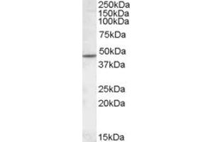 ABIN308406 (1µg/ml) staining of Human Cerebellum lysate (35µg protein in RIPA buffer).