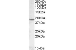 ABIN308406 (1µg/ml) staining of Human Cerebellum lysate (35µg protein in RIPA buffer). (CHRNB2 anticorps  (Internal Region))