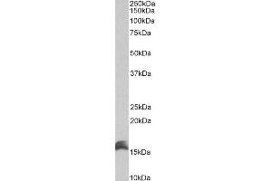 ABIN4902595 (1µg/ml) staining of Kelly lysate (35µg protein in RIPA buffer). (CUTA anticorps)