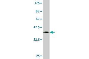 Western Blot detection against Immunogen (36.