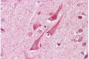 Anti-SHISA9 antibody IHC staining of human brain, cortex. (Shisa9 anticorps  (Internal Region))