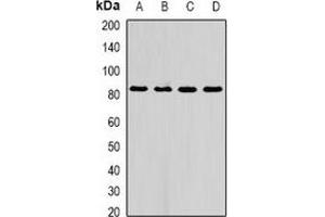 Western blot analysis of AFAP1 expression in A549 (A), HepG2 (B), mouse liver (C), rat liver (D) whole cell lysates. (AFAP anticorps)