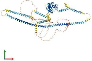 AlphaFold protein structure predicition of Mouse Recombinant Sun2 Protein, UniprotID Q8BJS4