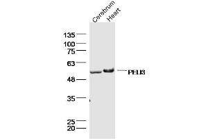 Lane 1: mouse cerebrum lysates Lane 2: mouse heart lysates probed with PELI3 Polyclonal Antibody, Unconjugated  at 1:300 dilution and 4˚C overnight incubation. (Pellino 3 anticorps  (AA 301-400))