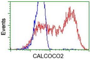 HEK293T cells transfected with either RC203843 overexpress plasmid (Red) or empty vector control plasmid (Blue) were immunostained by anti-CALCOCO2 antibody (ABIN2453913), and then analyzed by flow cytometry. (CALCOCO2 anticorps)