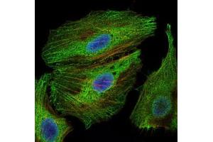 Immunofluorescence analysis of Hela cells using PBK mouse mAb (green).