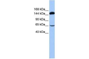 SRBD1 antibody used at 1 ug/ml to detect target protein. (SRBD1 anticorps  (N-Term))