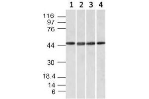 Western blot testing of cell line lysates: 1) HeLa, 2) HepG2, 3) 293, 4) K562 with EMI1 antibody. (FBXO5 anticorps  (AA 1-250))