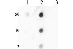 Histone H3 dimethyl Lys36 antibody tested by dot blot analysis.