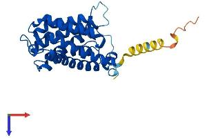 AlphaFold protein structure predicition of Mouse Recombinant Aqp2 Protein, UniprotID P56402