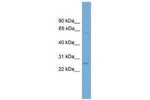 TINAGL1 antibody used at 1 ug/ml to detect target protein. (TINAGL1 anticorps  (Middle Region))