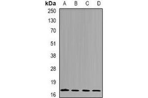 Western blot analysis of nm23-H4 expression in Jurkat (A), A549 (B), mouse kidney (C), rat brain (D) whole cell lysates. (NME4 anticorps)
