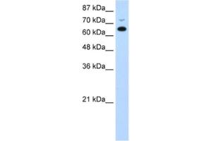 Western Blotting (WB) image for anti-MGC27016 antibody (ABIN2462338) (MGC27016 anticorps)