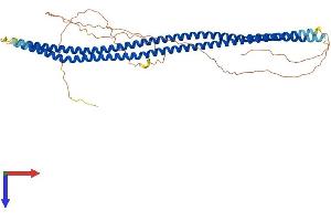 Syncoilin (Sync) (AA 1-482) protein (His tag)