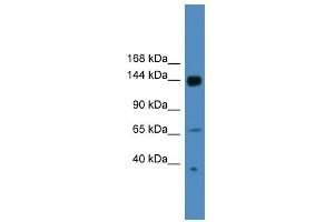 WB Suggested Anti-UPF2 Antibody Titration: 0. (RENT2/UPF2 anticorps  (N-Term))