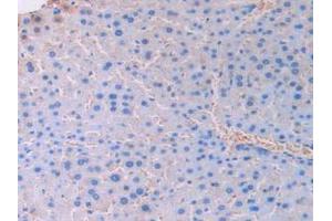 IHC-P analysis of Mouse Liver Tissue, with DAB staining. (UCN3 anticorps  (AA 24-149))