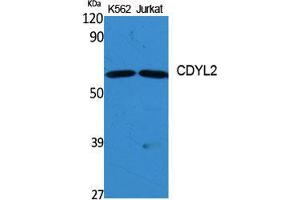 Western Blot (WB) analysis of specific cells using CDYL2 Polyclonal Antibody. (CDYL2 anticorps  (N-Term))