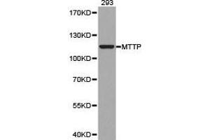 Western Blotting (WB) image for anti-Microsomal Triglyceride Transfer Protein (MTTP) antibody (ABIN1873776) (MTTP anticorps)