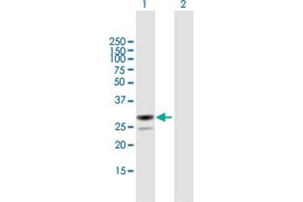 MESDC2 anticorps  (AA 1-234)